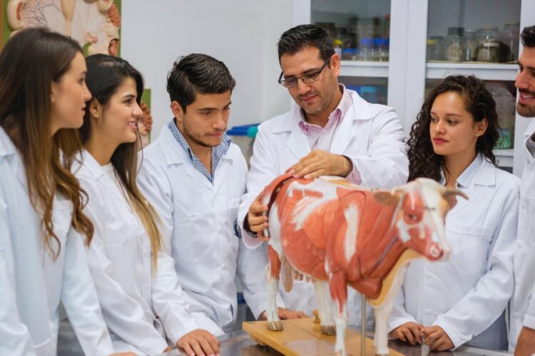 Medicina Veterinária