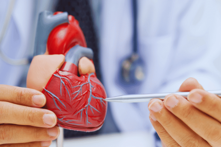 Coração humano anatomia