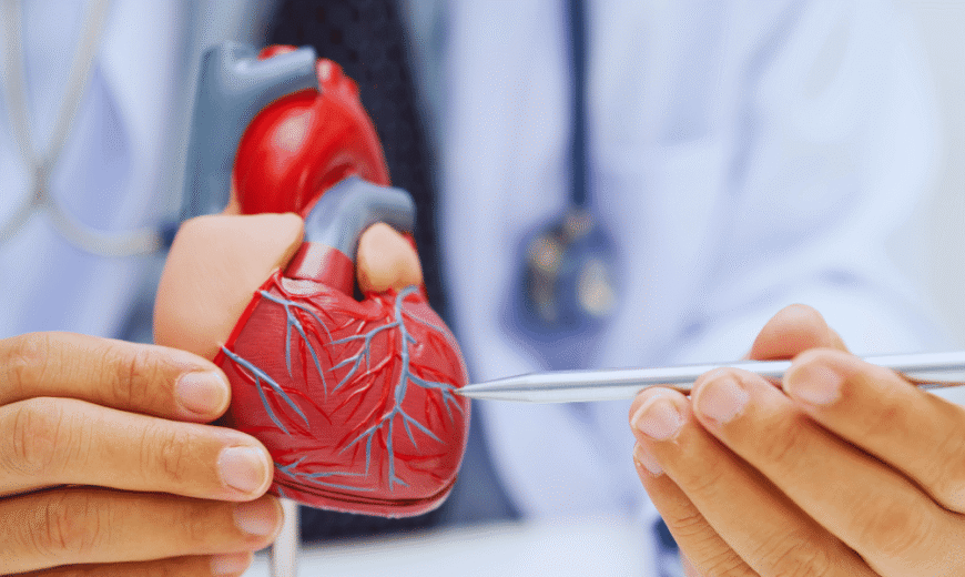 Coração humano anatomia