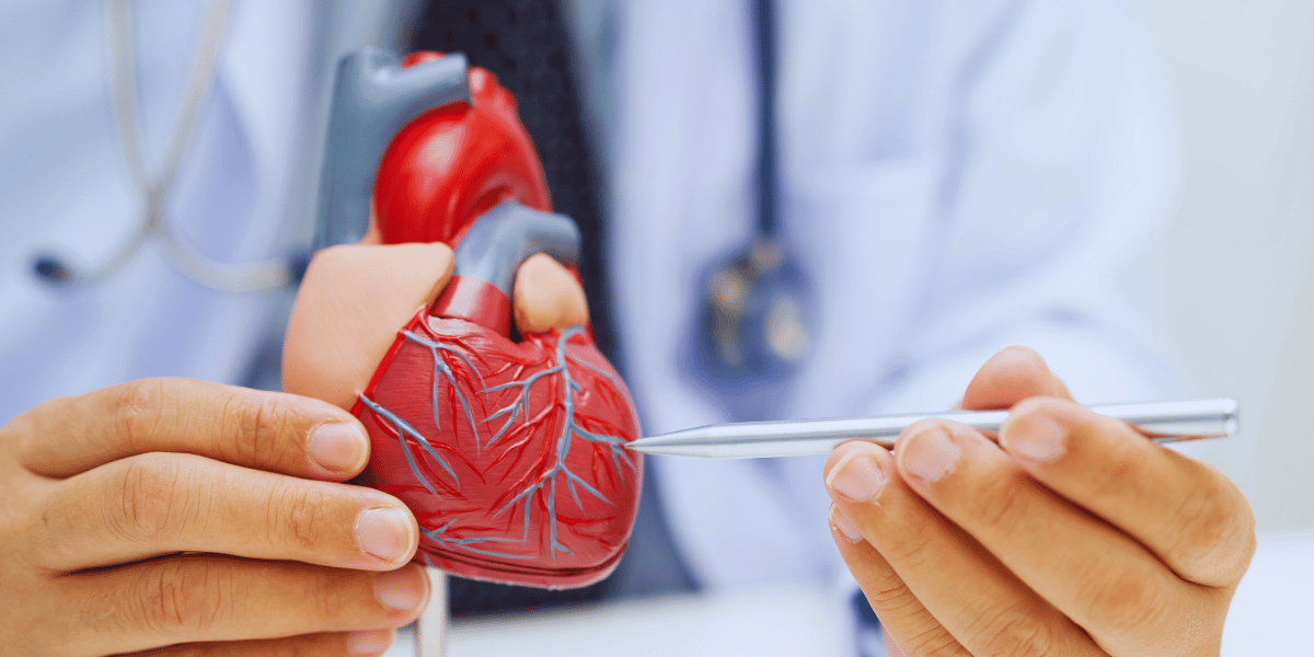 Coração humano anatomia