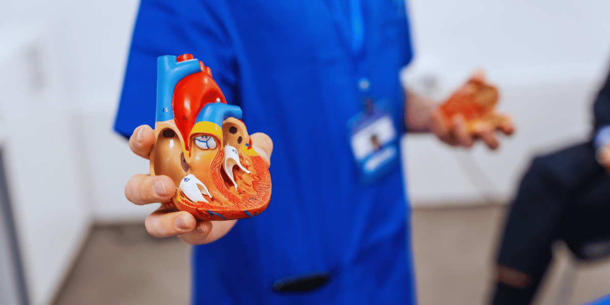 Como funciona o coração humano?